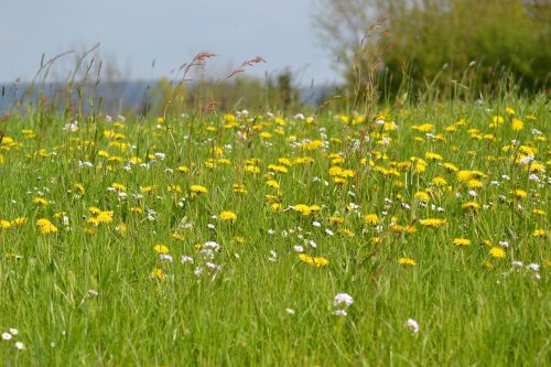 meadow spring spring meadow