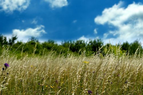 meadow sky clouds