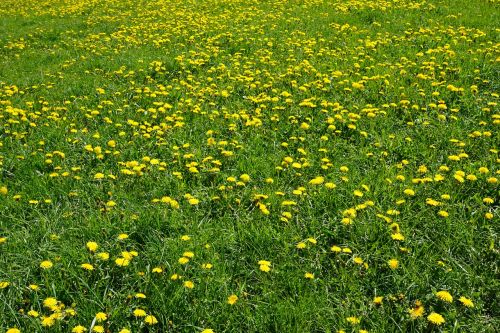 meadow yellow green