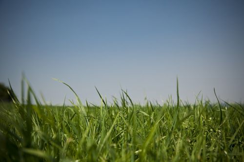 meadow sky grass