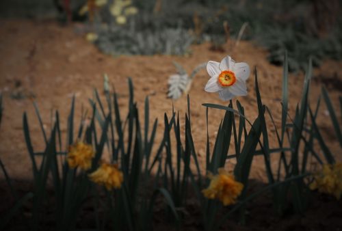 meadow flower grass