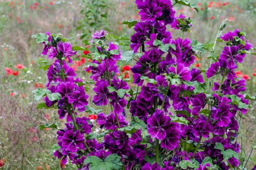 meadow flowers summer