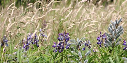 meadow wildflowers lupine