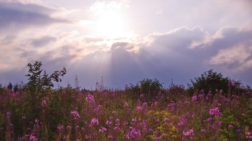 meadow sunset flower meadow