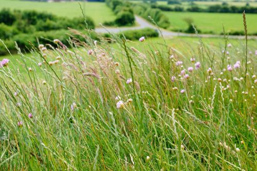 meadow green grass