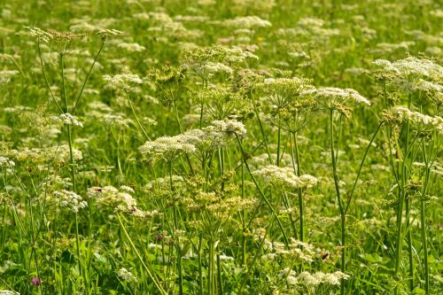 meadow summer flowers