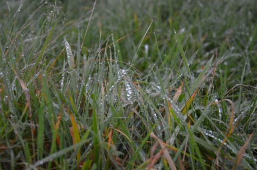 meadow field grass