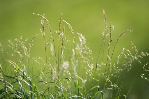 meadow grasses green