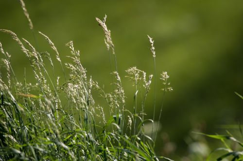 meadow grasses green