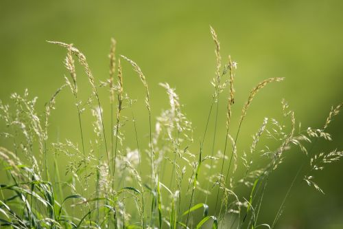 meadow grasses green