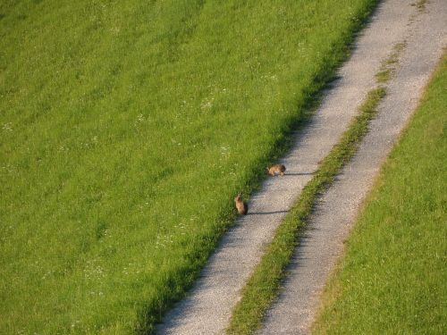 meadow hare wild live