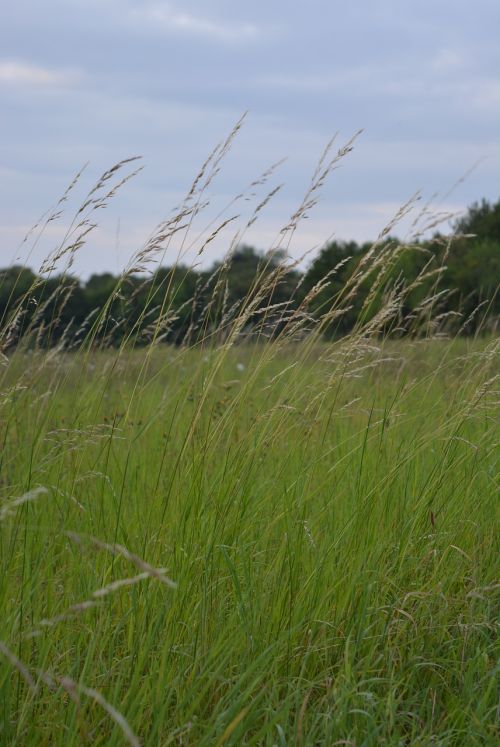 meadow grass grasses
