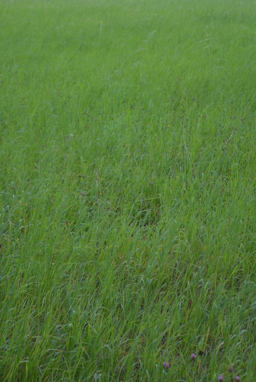 meadow grass fauna