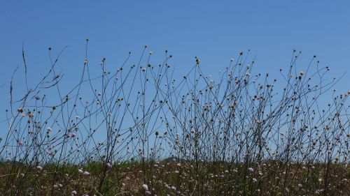 meadow silhouette flowers