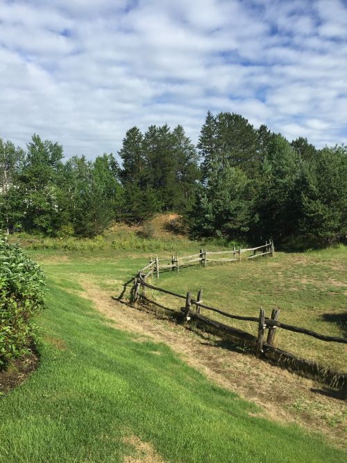 meadow summer freedom