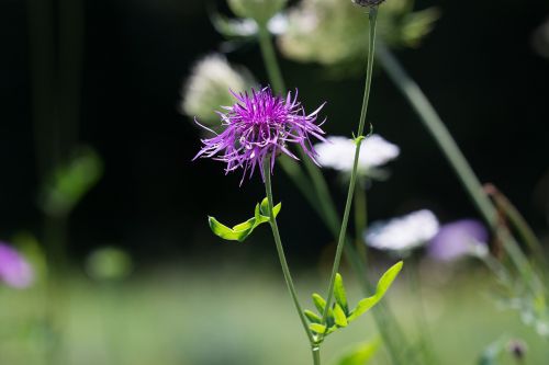 meadow natural lawn flower