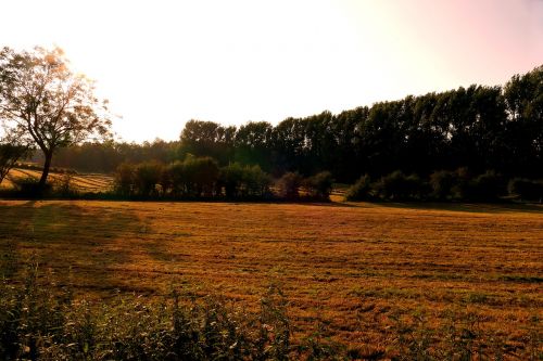 meadow landscape field