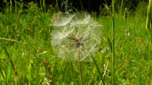meadow dandelion summer