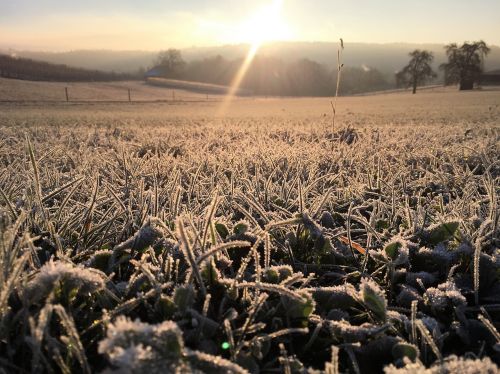meadow frost hoarfrost