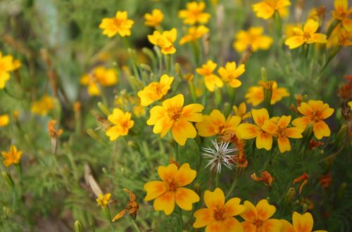 meadow flowers marigold