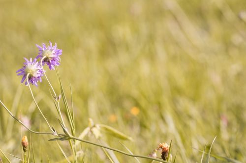 meadow wildflowers deaf-skabiose