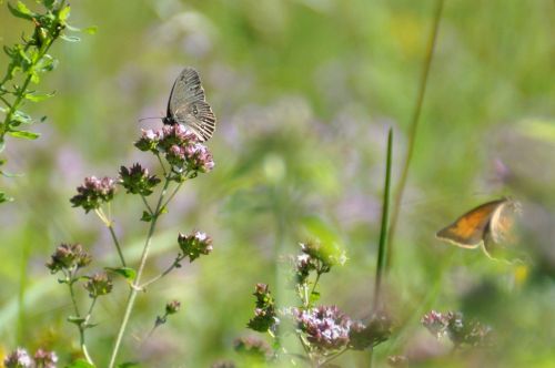 meadow butterfly nature