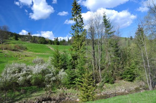 meadow nature view