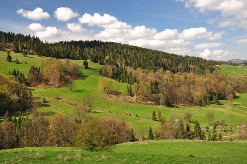 meadow nature view