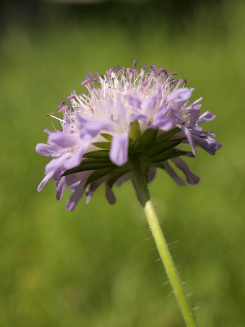 meadow flower dandelion