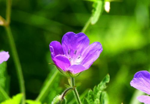 meadow mood nature