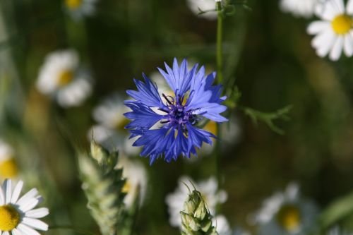 meadow mood nature