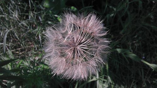 meadow dandelion the delicacy