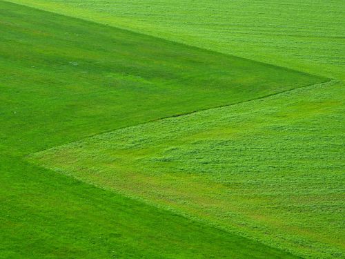 meadow green grass