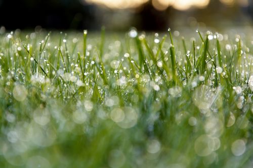 meadow dew morning