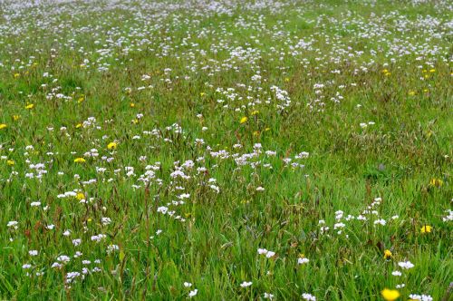 meadow flowers white