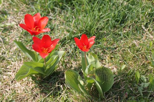 meadow flowers tulips