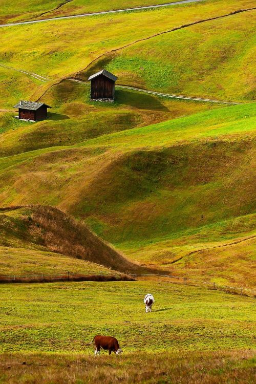 meadow cows cottage