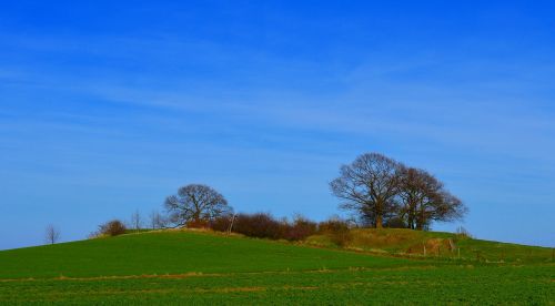 meadow green grass