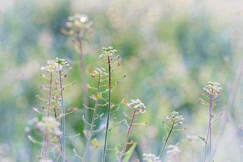 meadow herbs halme