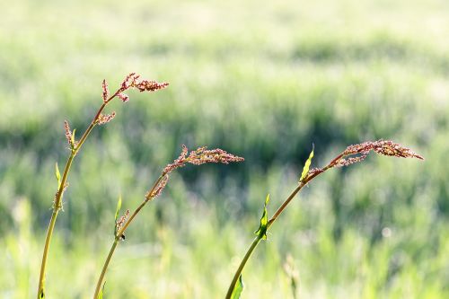 meadow plant spring