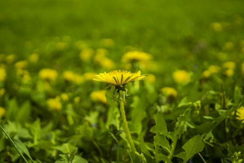 meadow dandelion yellow