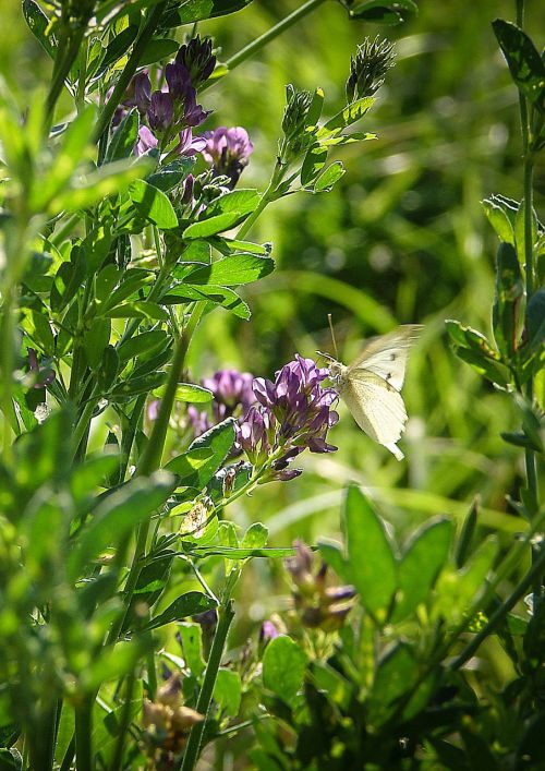 meadow butterfly nature