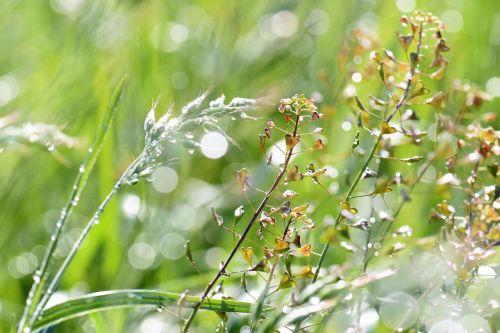 meadow grass dewdrop