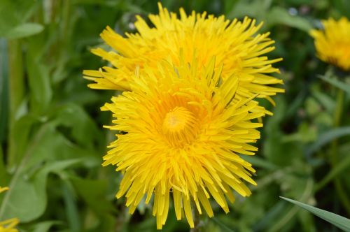 meadow flowers yellow