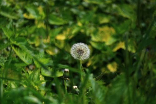 meadow dandelion green