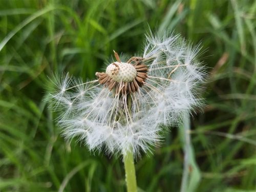 meadow dandelion faded