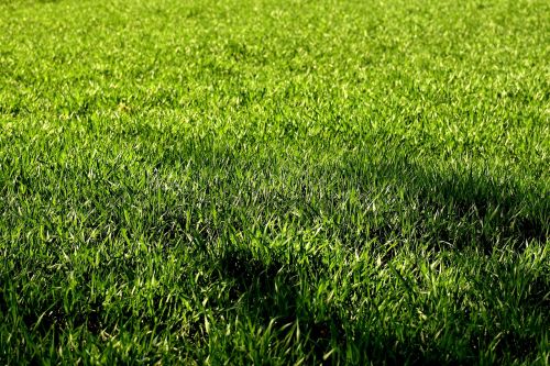 meadow grass nature