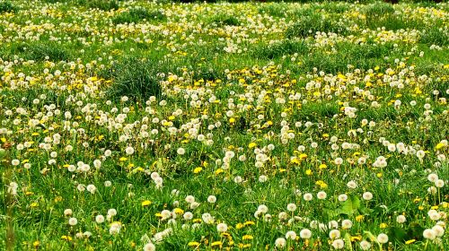 meadow dandelion