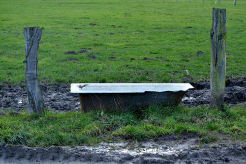 meadow drinking trough nature
