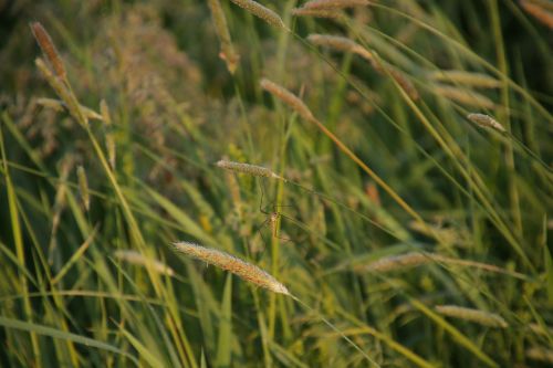 meadow morning schnake